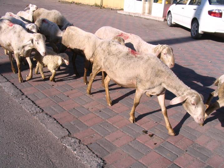 天津之行 (220).JPG