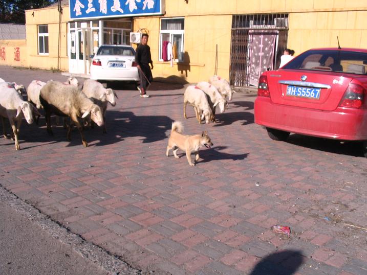 天津之行 (218).JPG