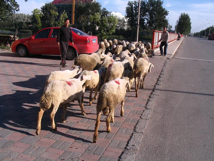 天津之行 (221).JPG