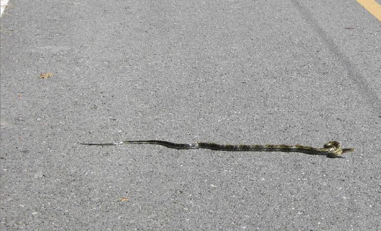 路上碰到的小可爱