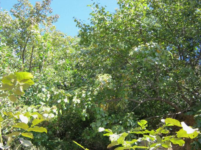 我都不知道是啥果实