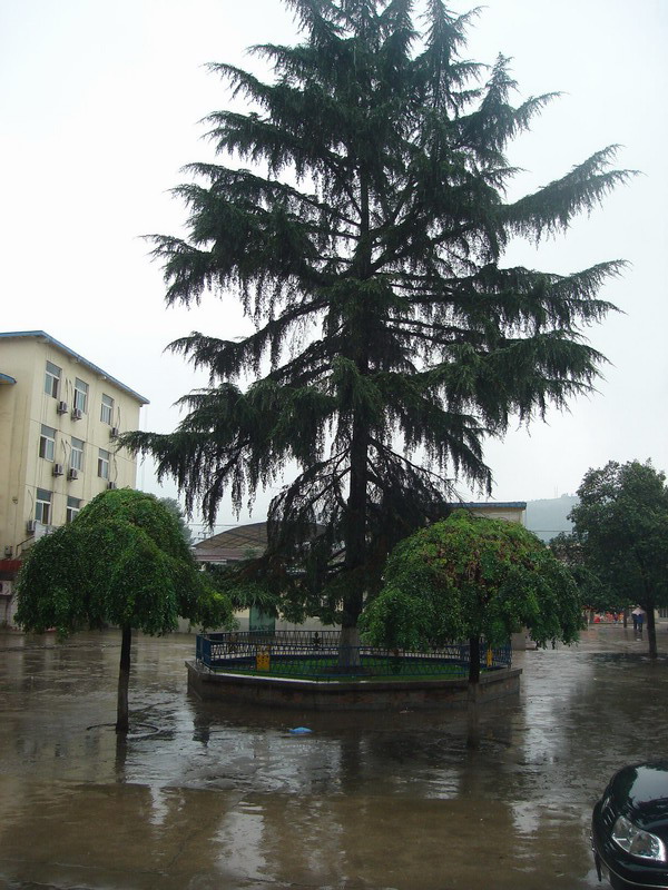 但愿这颗雪松永远挺立在沟口