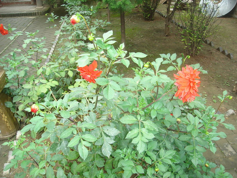 DSC06227_调整大小.JPG