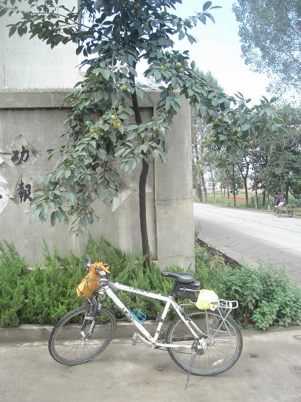 路边的柿子树
