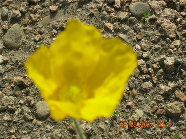 漠河之旅 148.jpg