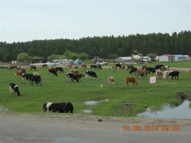 漠河之旅 164.jpg