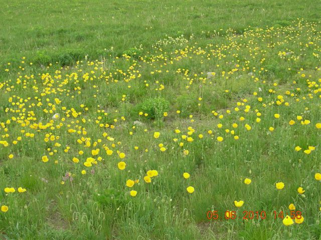 漠河之旅 191.jpg