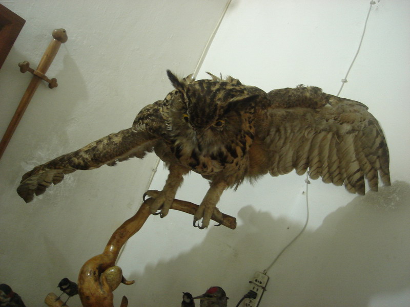 标本猫头鹰