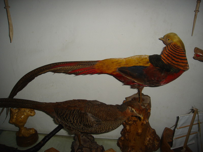 多逼真的飞禽标本