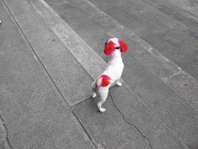 调整大小 CIMG1515.JPG