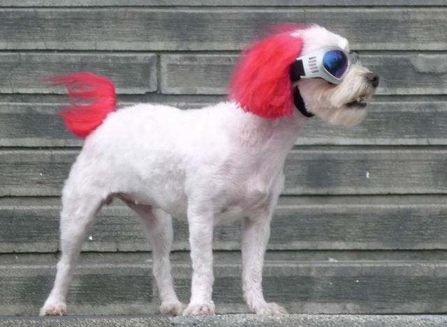 调整大小 P1060887.JPG