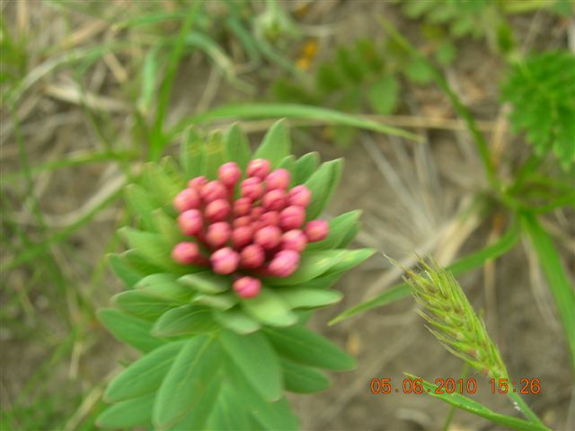 漠河之旅 201.jpg