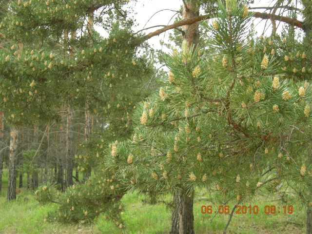 漠河之旅 255.jpg