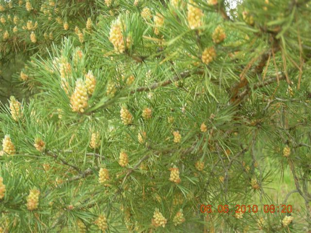 漠河之旅 256.jpg