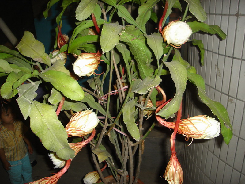 小区门口的昙花