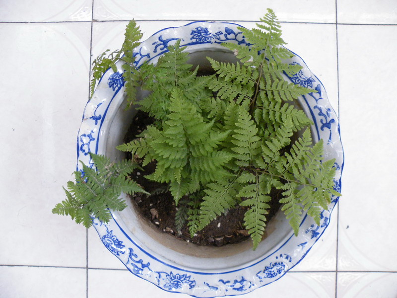 从西沟山里挖取的植物活化石——蕨类，已在北京生根，长势良好