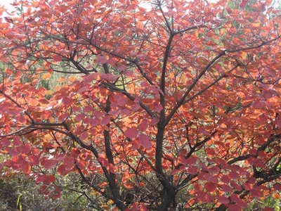 10.11香山骑行记 024.jpg