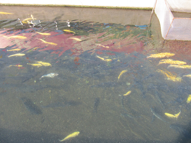 2010.11.6.黄花城 026.jpg