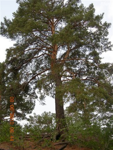 漠河之旅 449.jpg