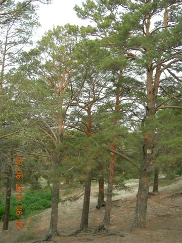 漠河之旅 450.jpg