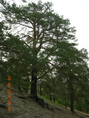 漠河之旅 451.jpg