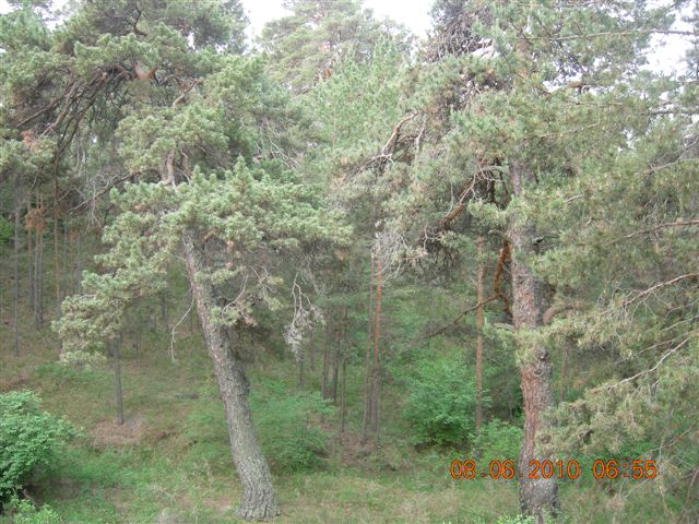 漠河之旅 464.jpg