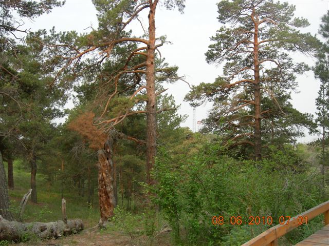 漠河之旅 471.jpg