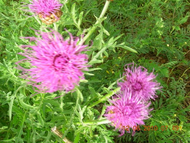 漠河之旅 765.jpg