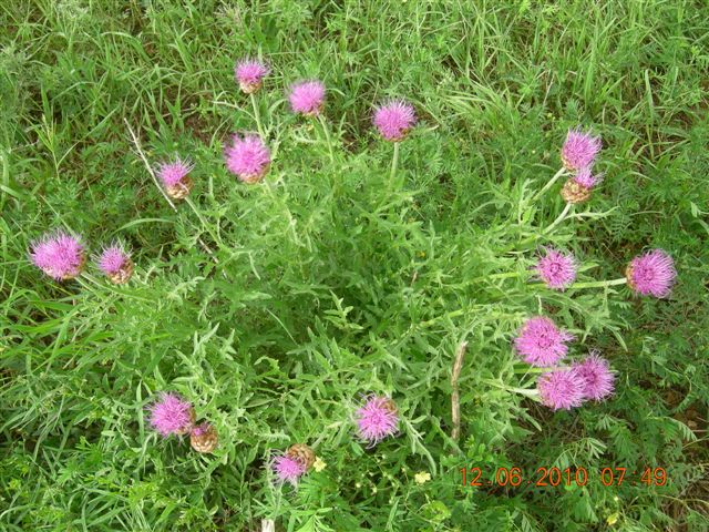 漠河之旅 764.jpg