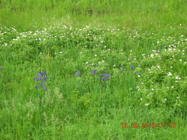 漠河之旅 767.jpg