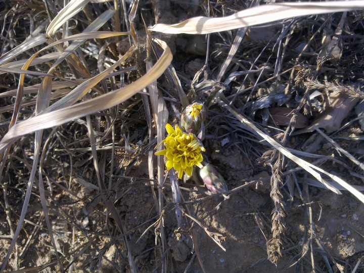 一棵坚强的花儿