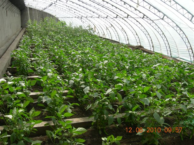 漠河之旅 790.jpg