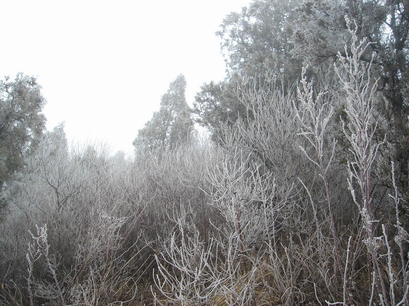 也就抽棵烟的功夫，“树挂”便形成了。