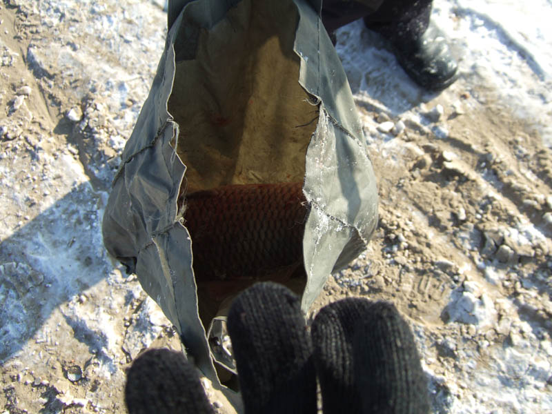 看真打到一条鲤子