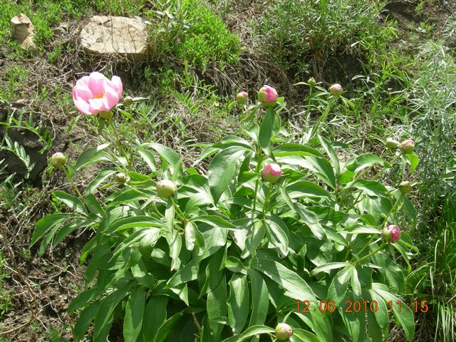 漠河之旅 810.jpg