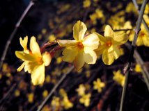 2014.03.13.景山的迎春花及其杂片(17pics)