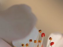 快来交桃花运吧