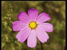 发几张片，顺义向阳闸北和汉石桥湿地边