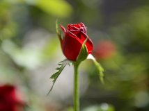 新手儿楼下瞎拍