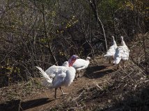 我拍的火鸡照片