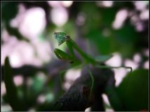 试机贴——强大的尼康P6000