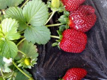 一些闹市里看不到的