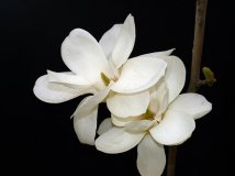 小区里的各种花