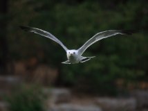 By China—北京城里的海鸥，见过吗？！