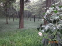 我拍的几张照片. 我喜欢