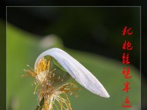 犹抱琵琶半遮面