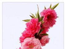 给赞必走桃花运！