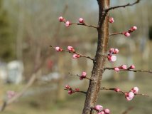 太阳公园花盛开
