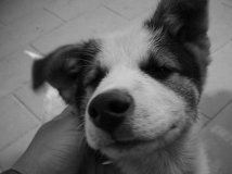 这个表情太贱了