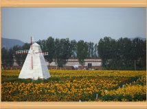 9月21日中秋节假期习拍向日葵！